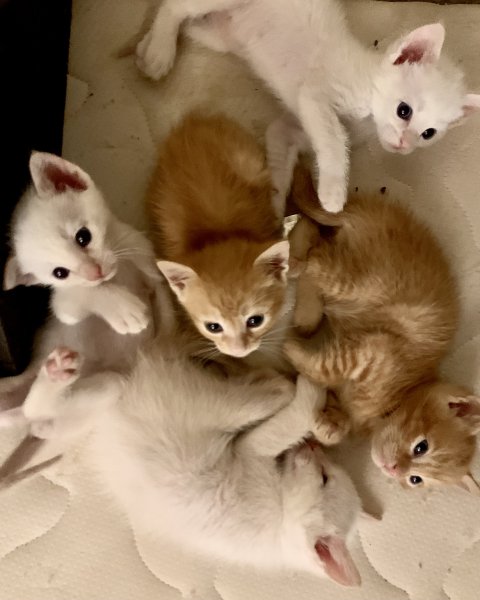 In case anyone wants to know why abandoned kittens have teachers' names...